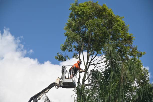 How Our Tree Care Process Works  in  Terryville, CT